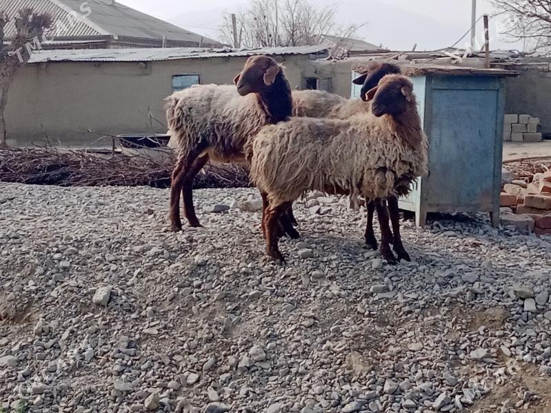 issek - Bäherden - img 1