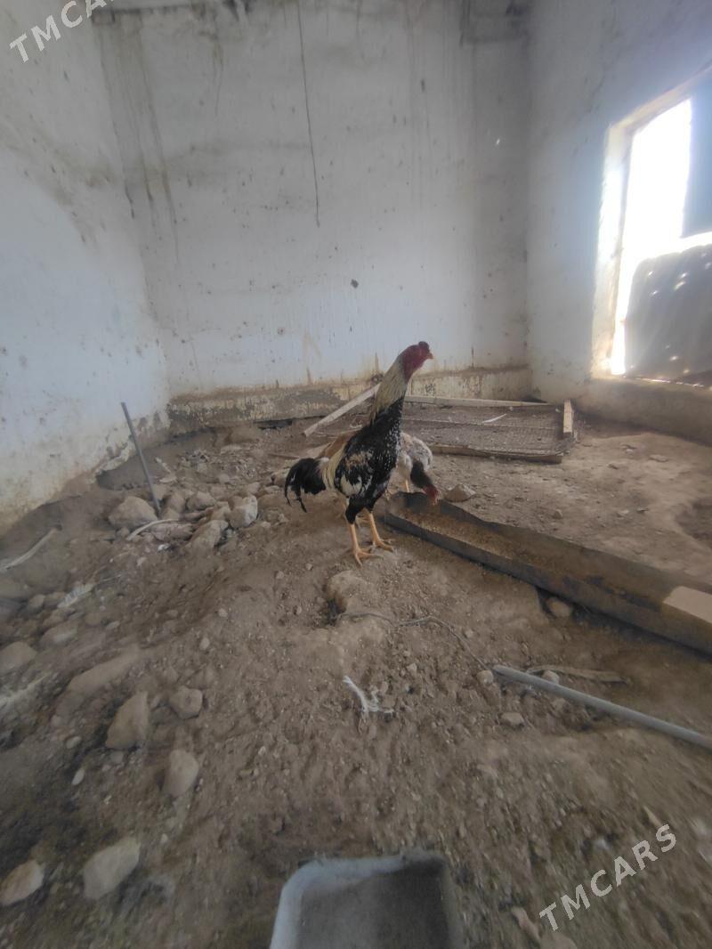 baysok horaz - Çärjew - img 1