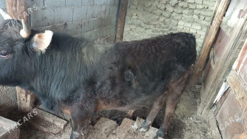 Öküz - Гызыларбат - img 1