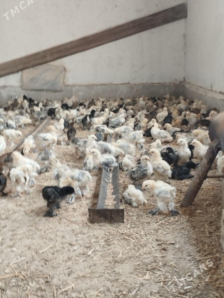 Balgar juyje - Kaka - img 1