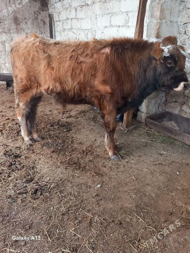 semiz okuz - Balkanabat - img 1