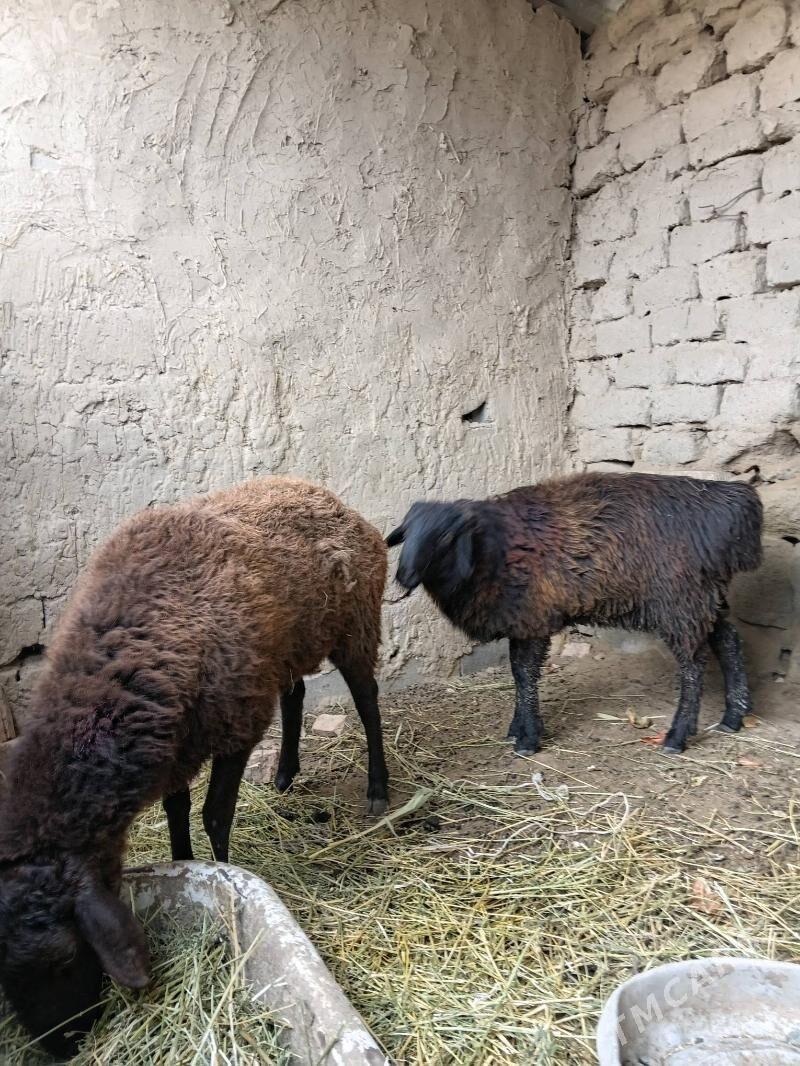 gysar goỳun we gysar goç - Махтумкули - img 1