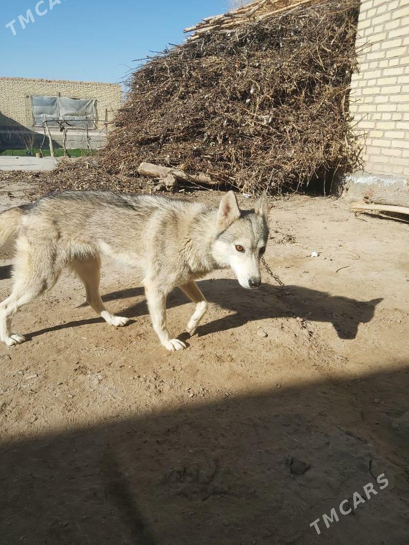 haski gucuk - Дянев - img 1