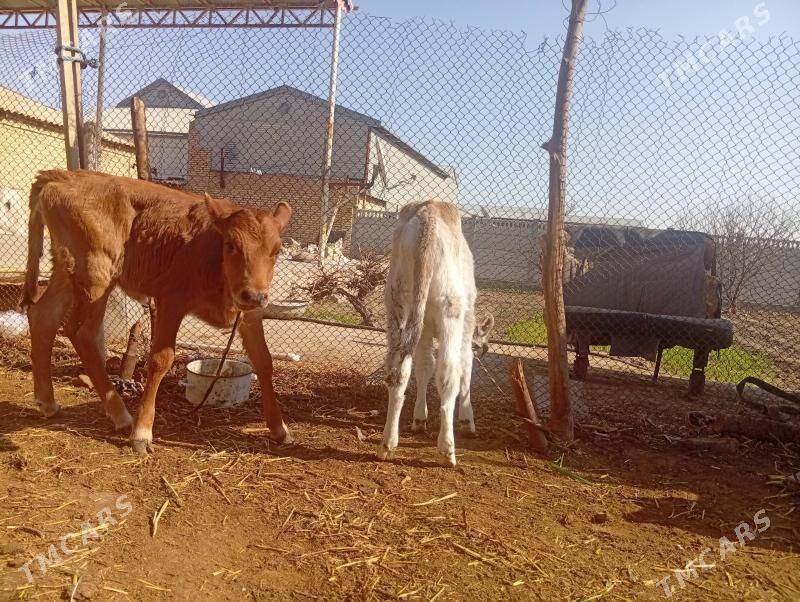 goleli sygyr.okuz - Mary - img 1