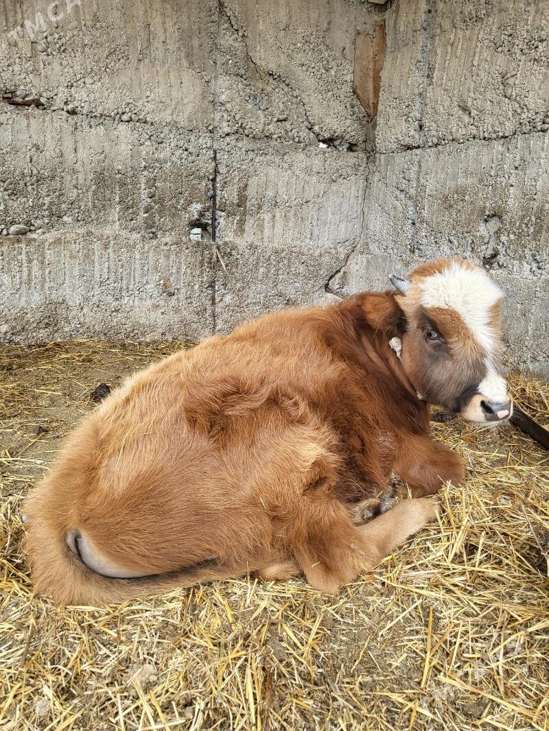 Okuz gole голе - Бузмеин - img 1