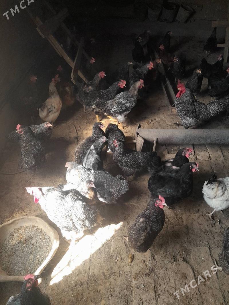 Dominant - Tejen - img 1