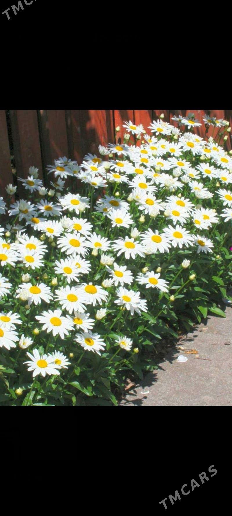 ak uly ramaşkañ nahaly gül - Mary - img 1