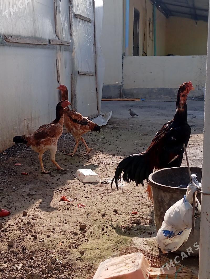 tohum makiler - Büzmeýin - img 1