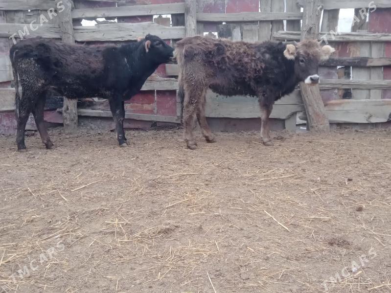 tuwe tohum - Бахарден - img 1