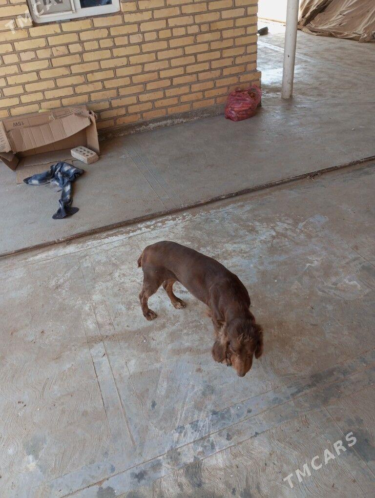 güjik - Мургап - img 1