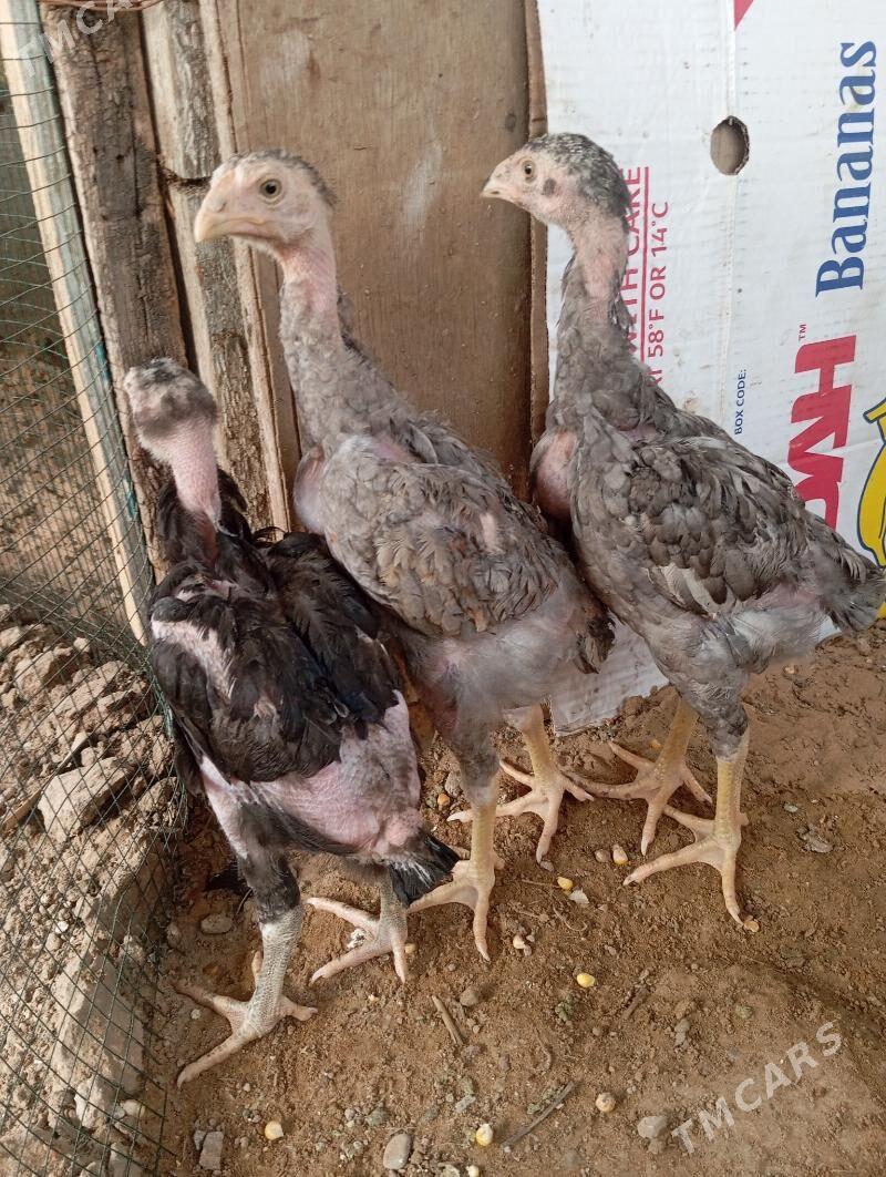 juje - Büzmeýin - img 1