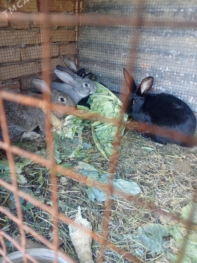 towsan - Халач - img 1