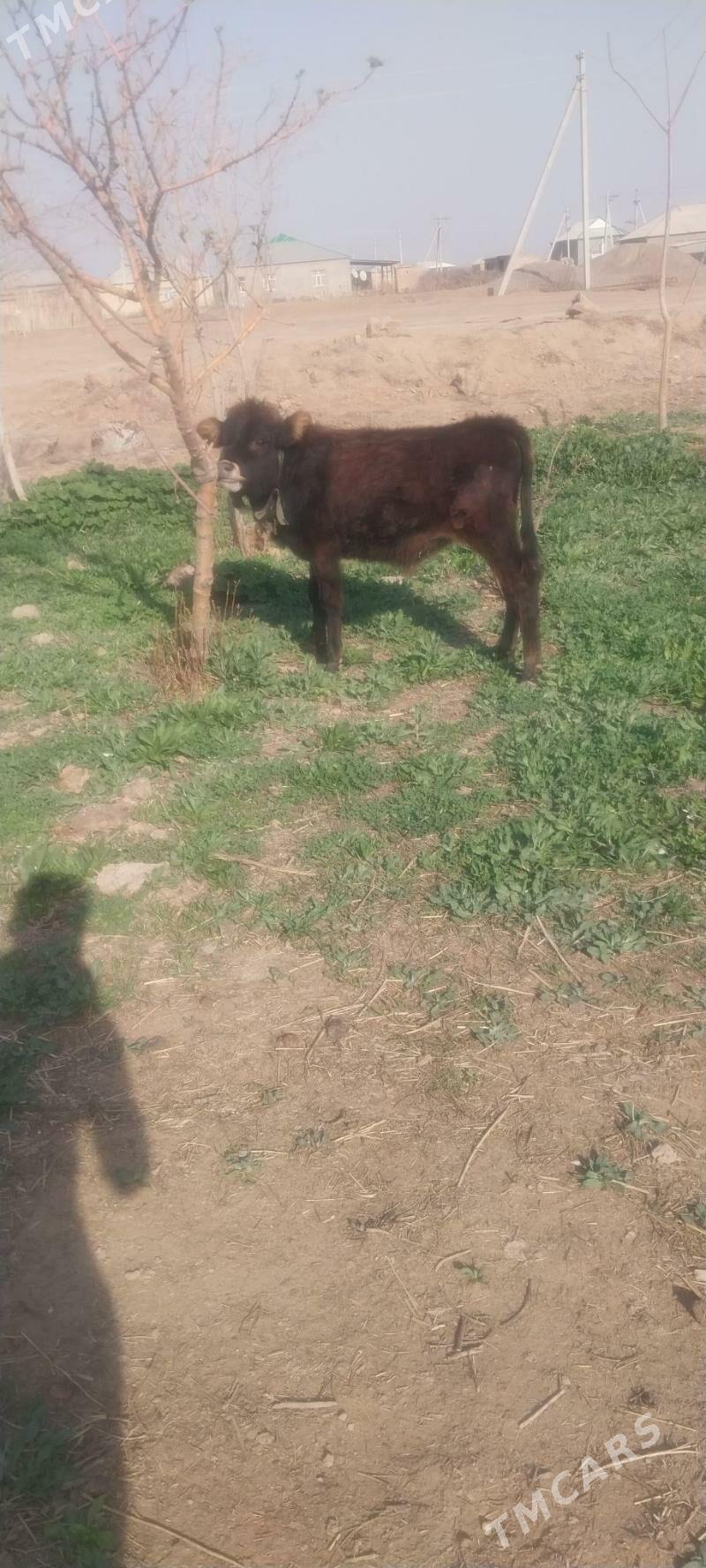 okiz - Бабадайхан - img 1