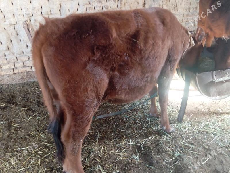 Gulajyn - Мары - img 1