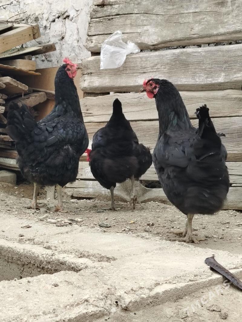 Jersey Gigant - Балканабат - img 1