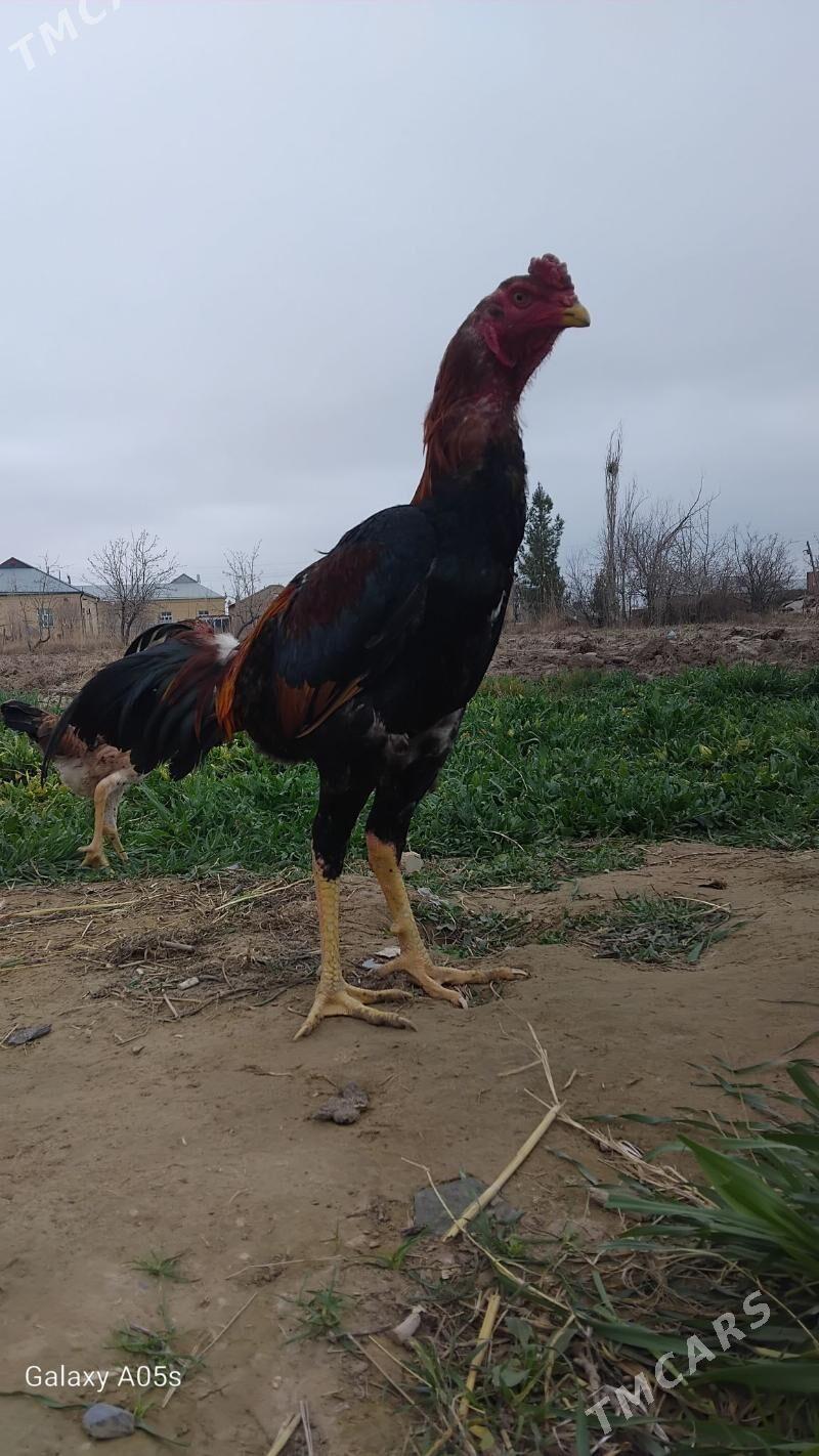 horaz - Мары - img 1