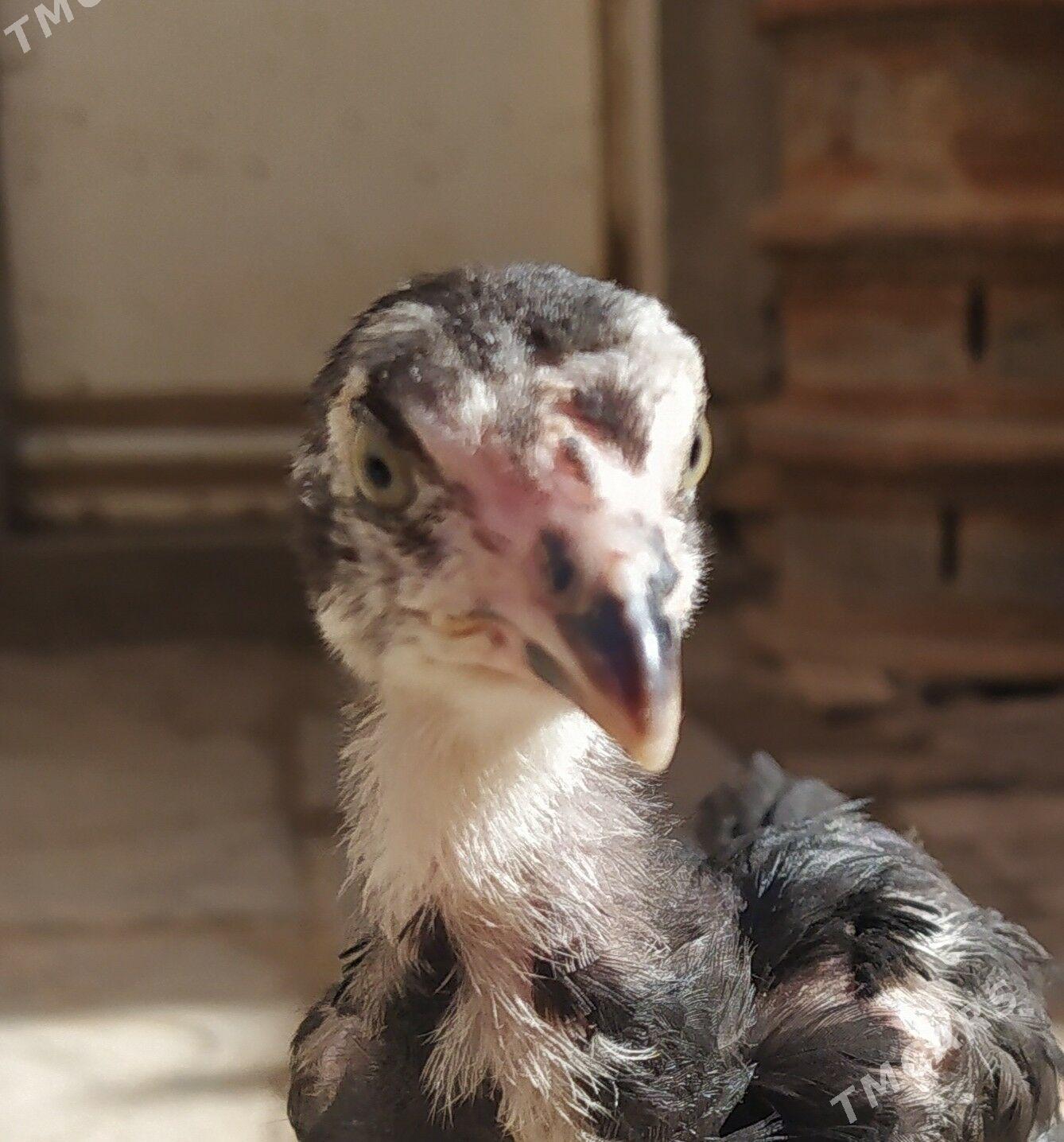 ikisi şo baha - Daşoguz - img 1