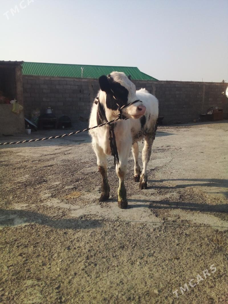 okuz - Gökdepe - img 1