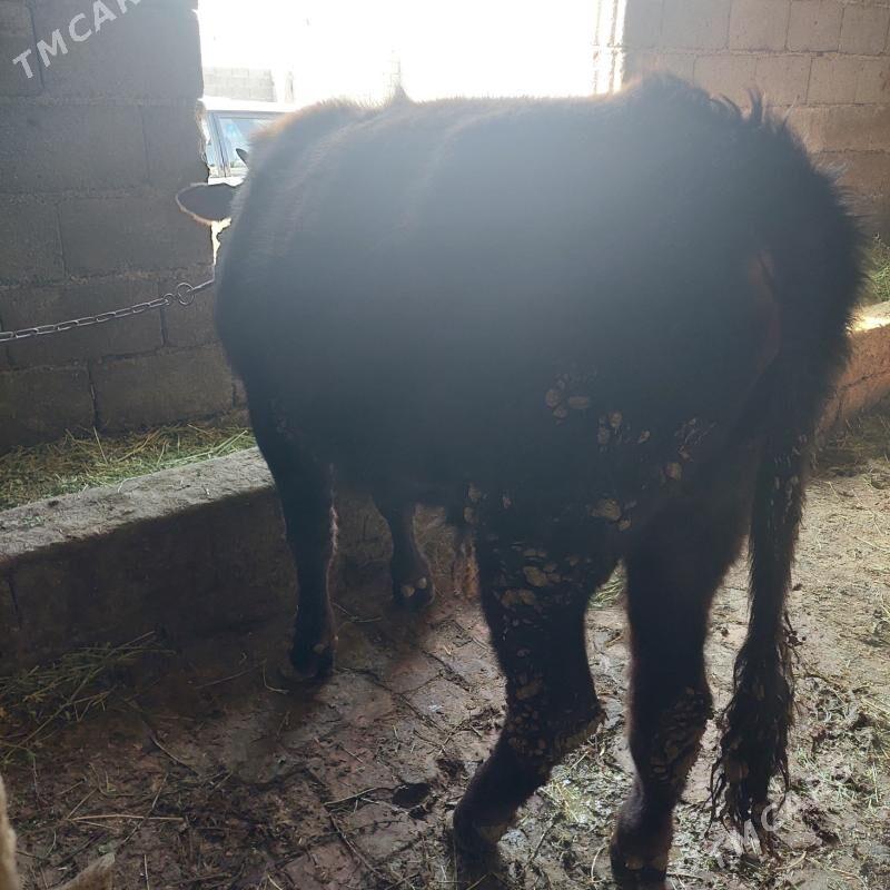 öküz - Gökdepe - img 1