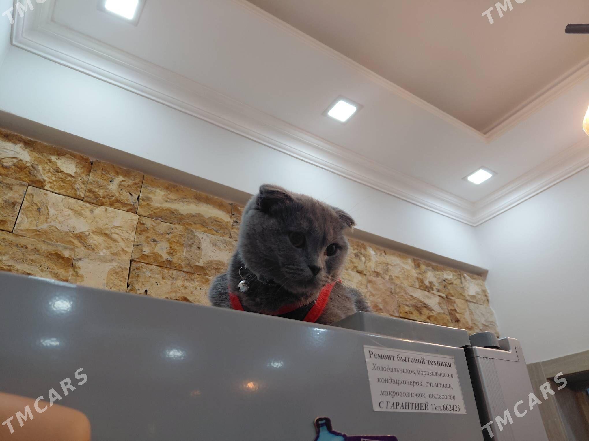 Вислоухая кошка - Aşgabat - img 1