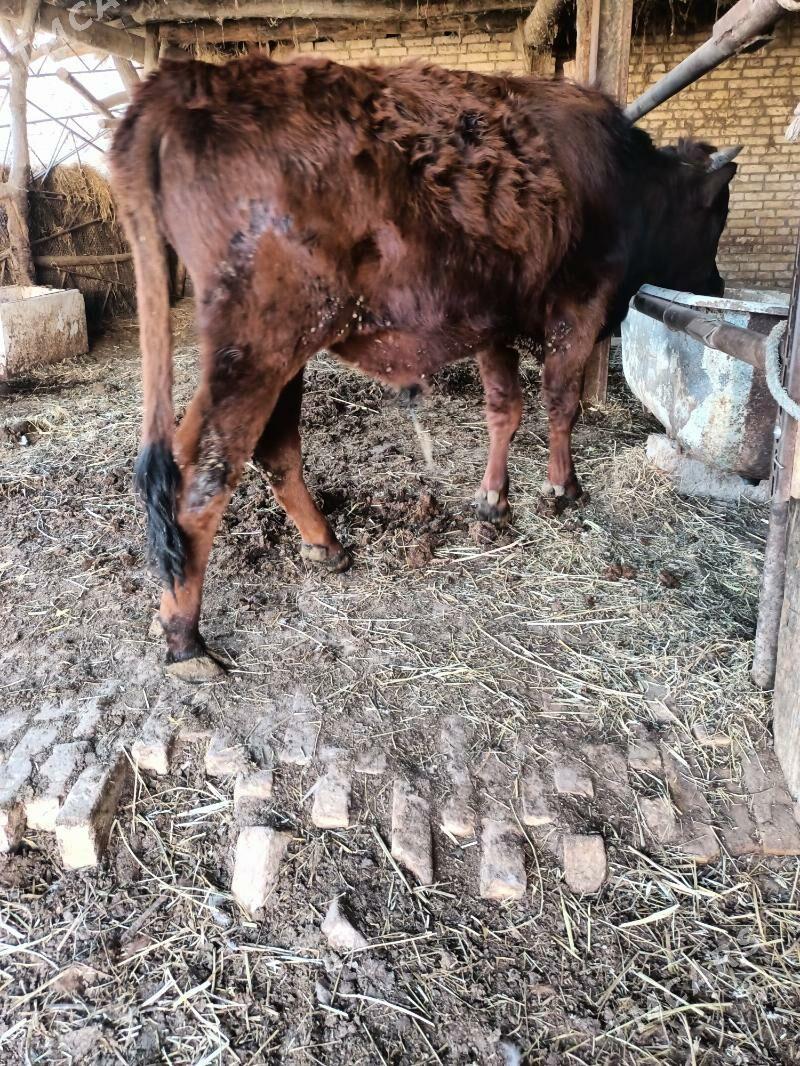 öküz - Чарджоу - img 1