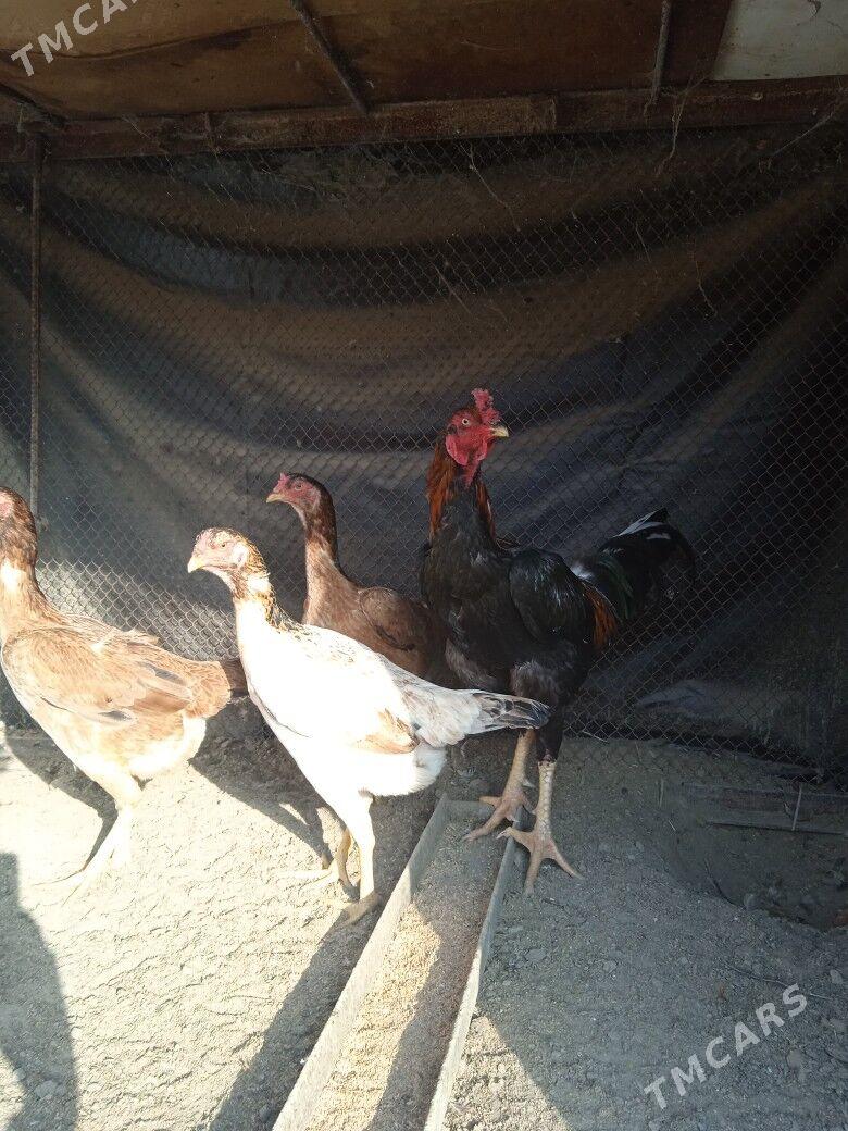 Horaz towuk - Ашхабад - img 1