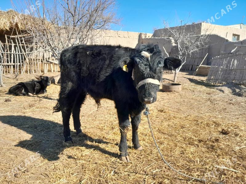 galsteyin okuz - Шабатский этрап - img 1