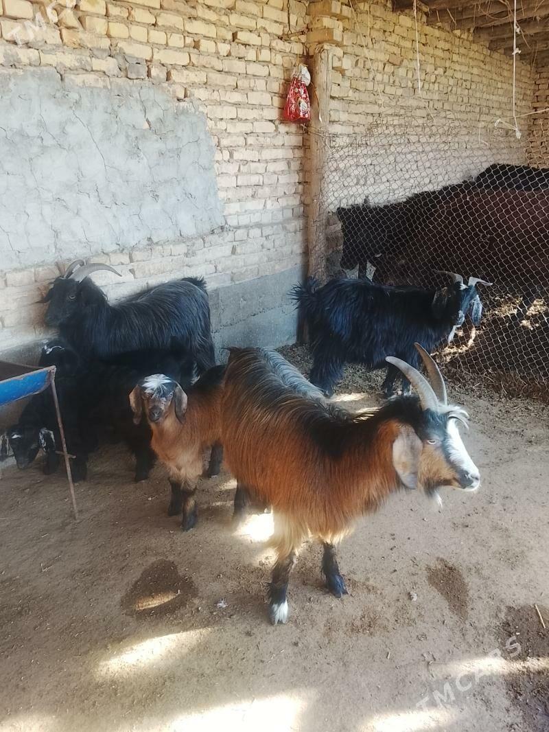 owlakly geciler - Чарджоу - img 1