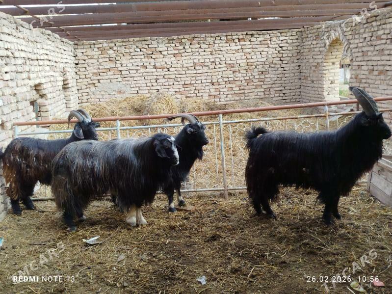 serkeler - Çärjew - img 1