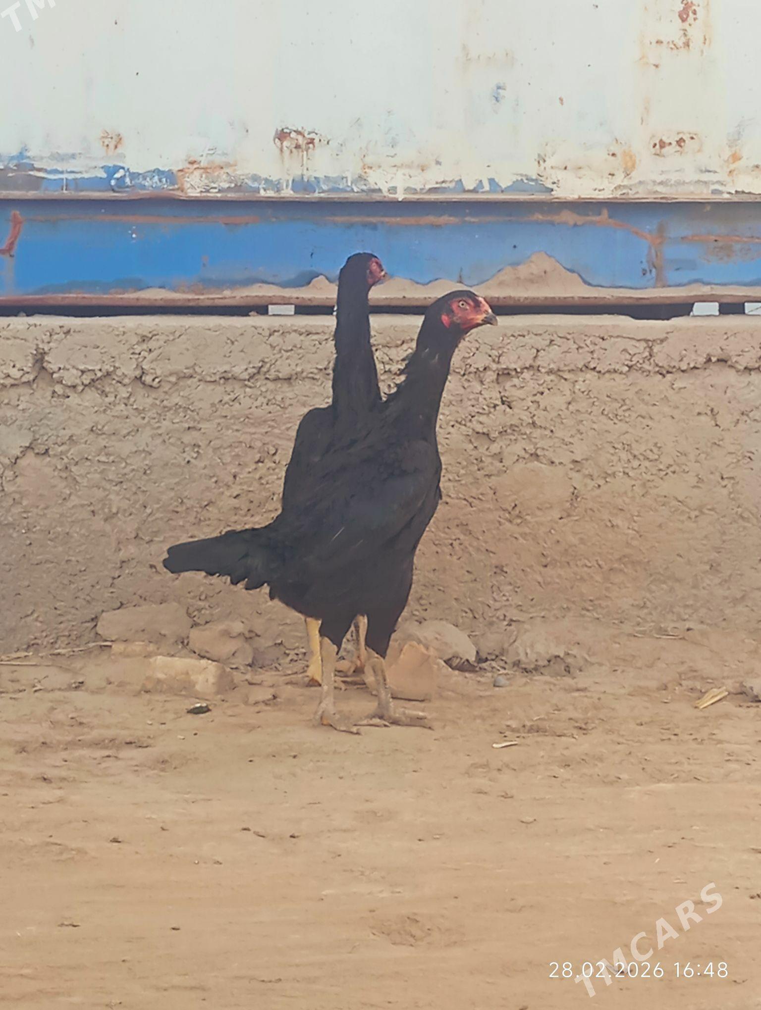 TOWUK BAYES - Мургап - img 1