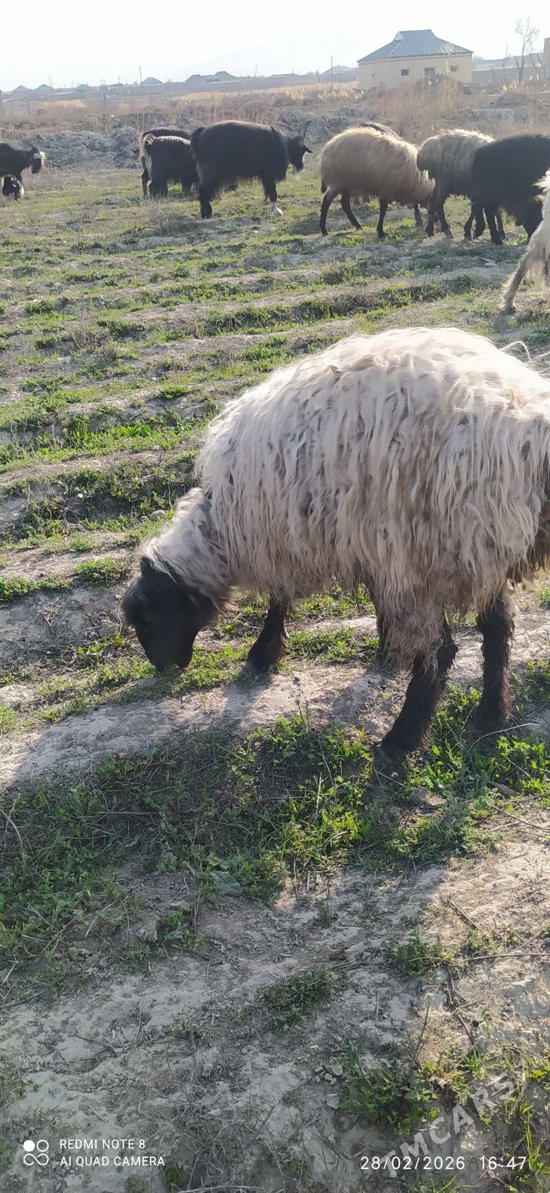 issek goyun - Гёкдепе - img 1