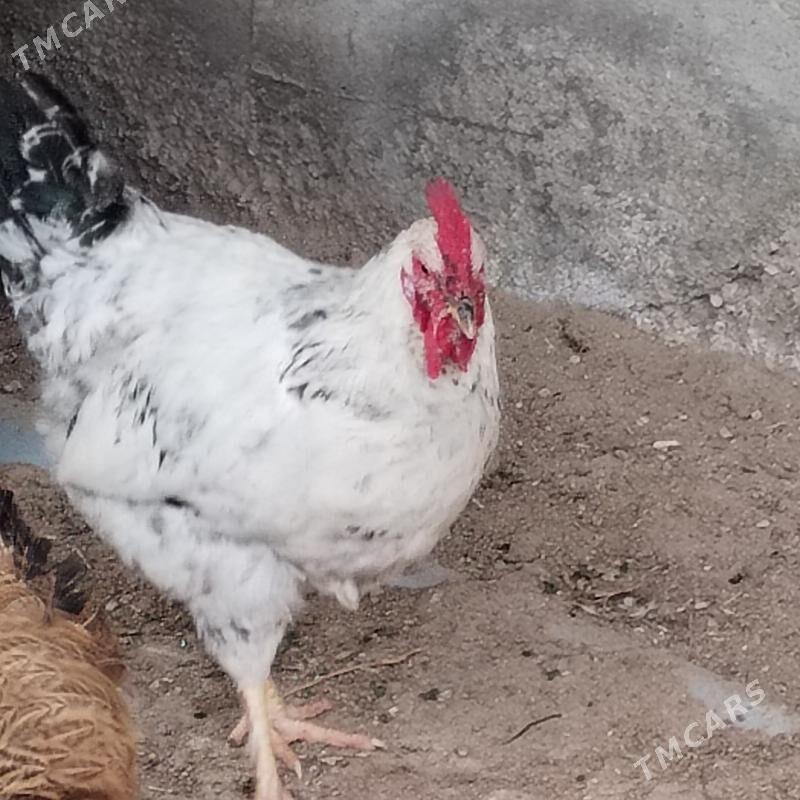 Yas horaz - Балканабат - img 1