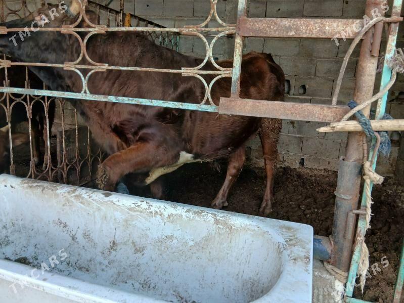 okuz - Çoganly - img 1