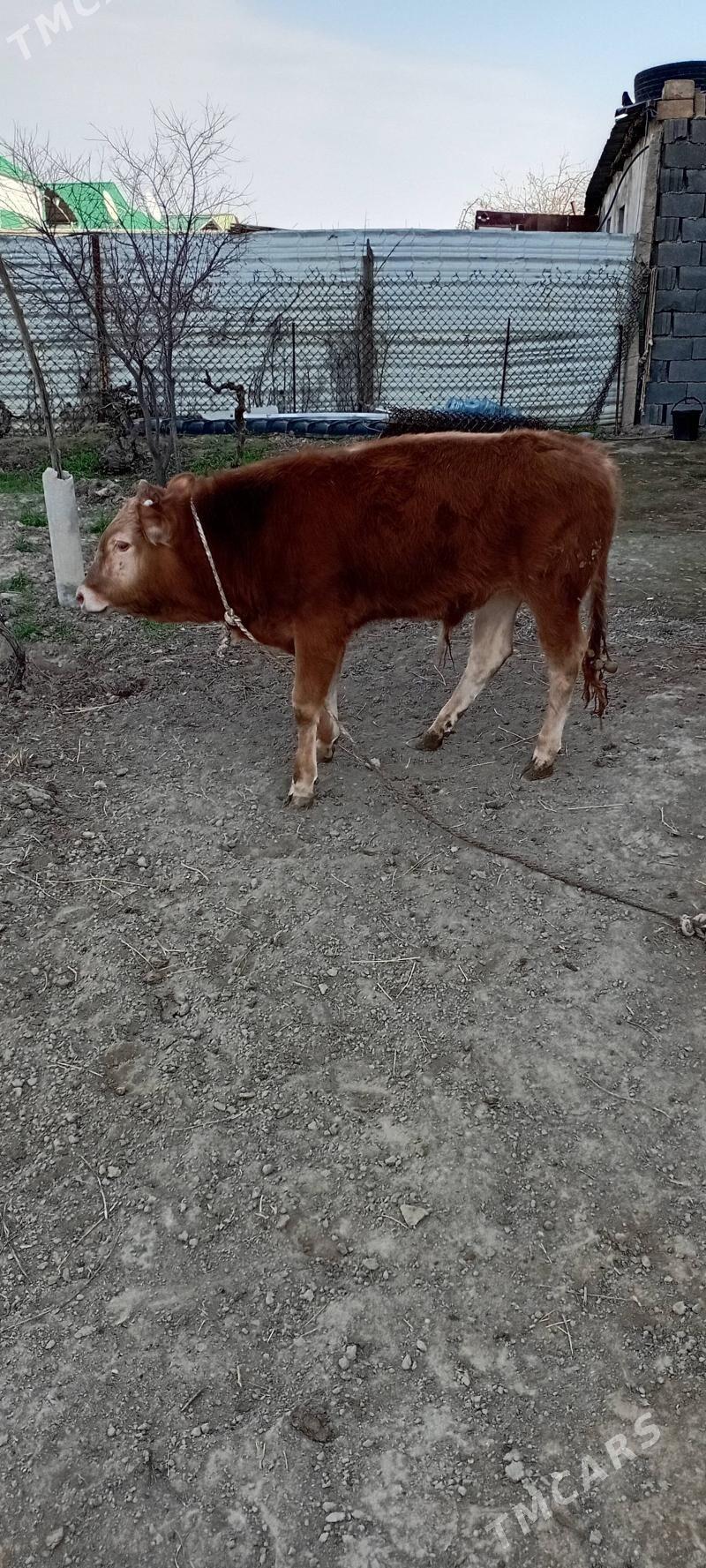 şwes öküz - Бузмеин - img 1