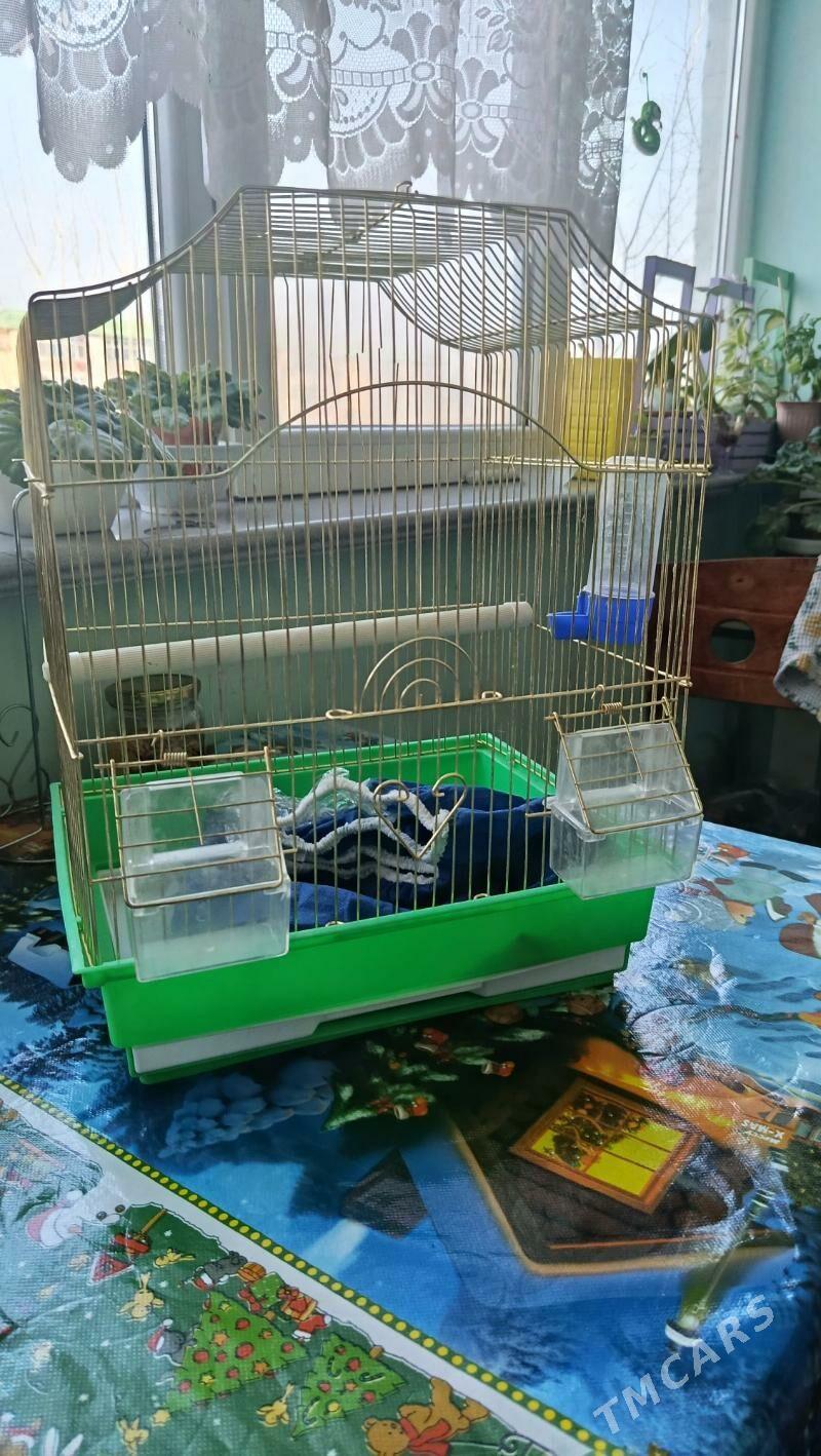 клетка - Ашхабад - img 1