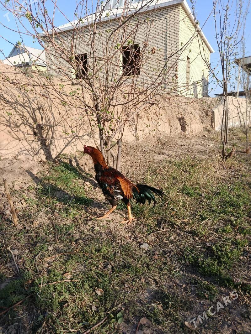 Horaz - Sakarçäge - img 1