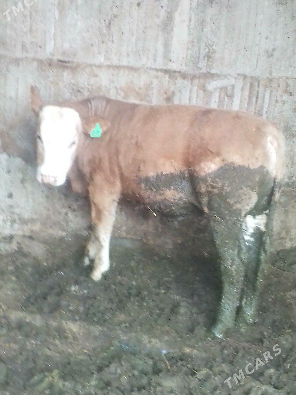 simntal öküz - Büzmeýin - img 1