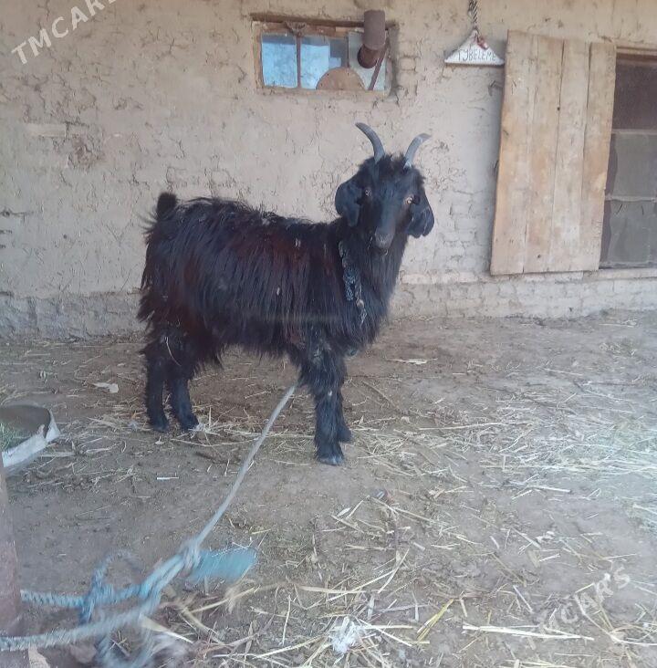 ýetik bogaz çewiş - Байрамали - img 1