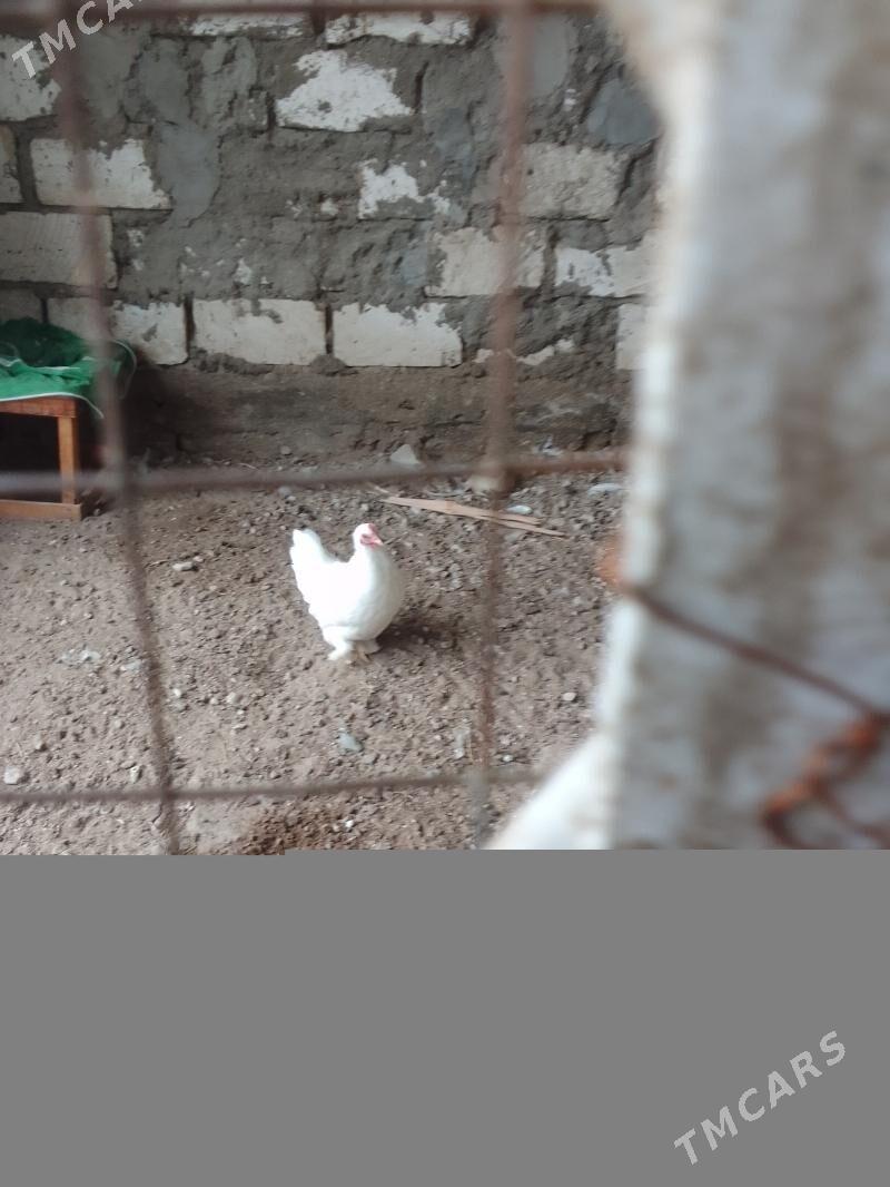 karlik - Балканабат - img 1