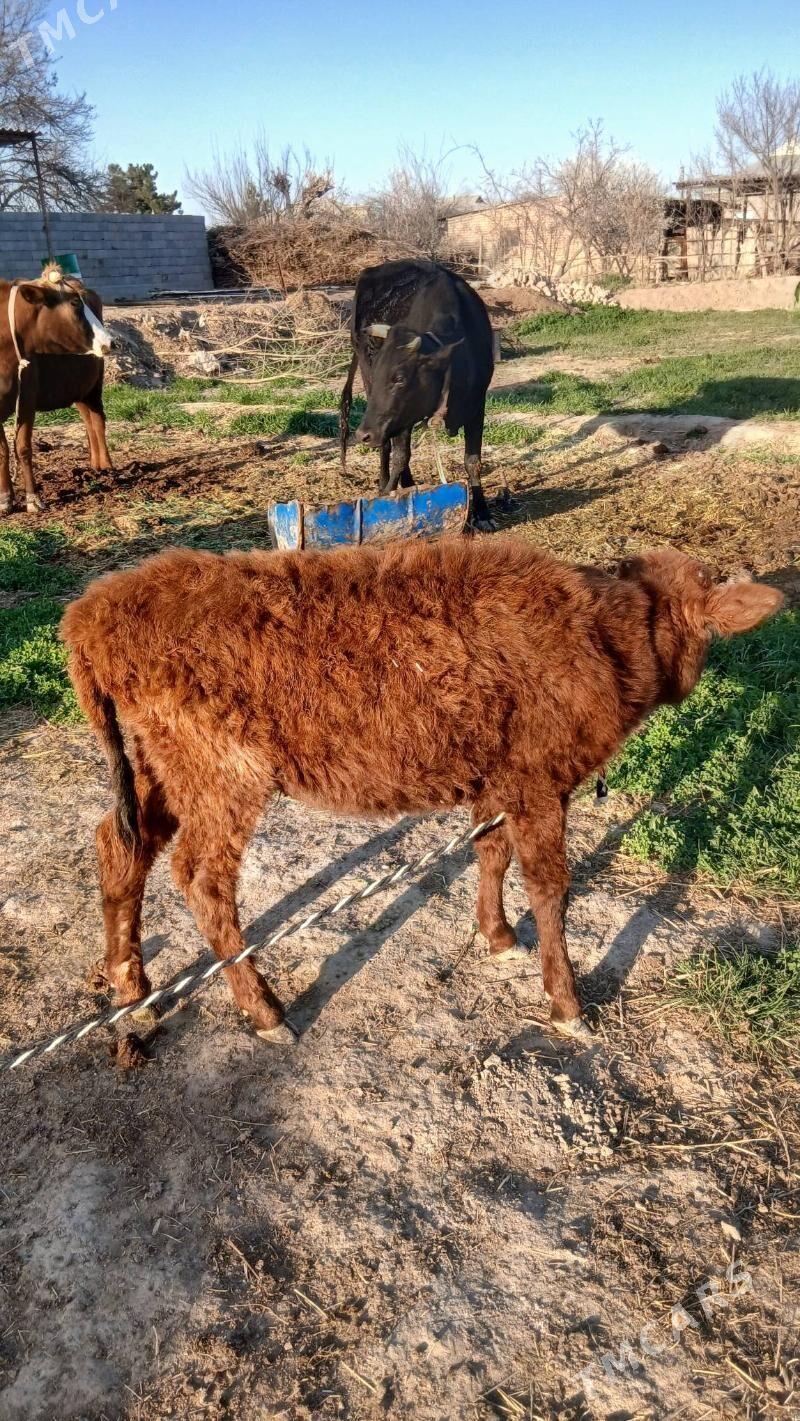 gulajyn gole - Murgap - img 1