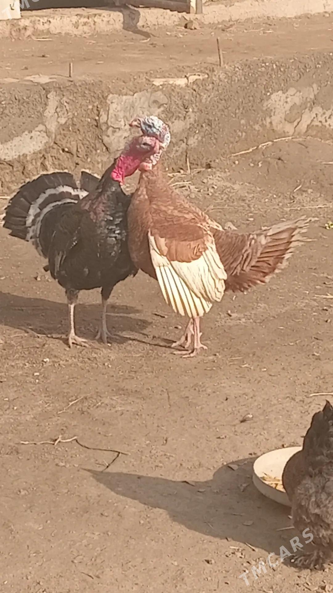 induk - Çärjew - img 1