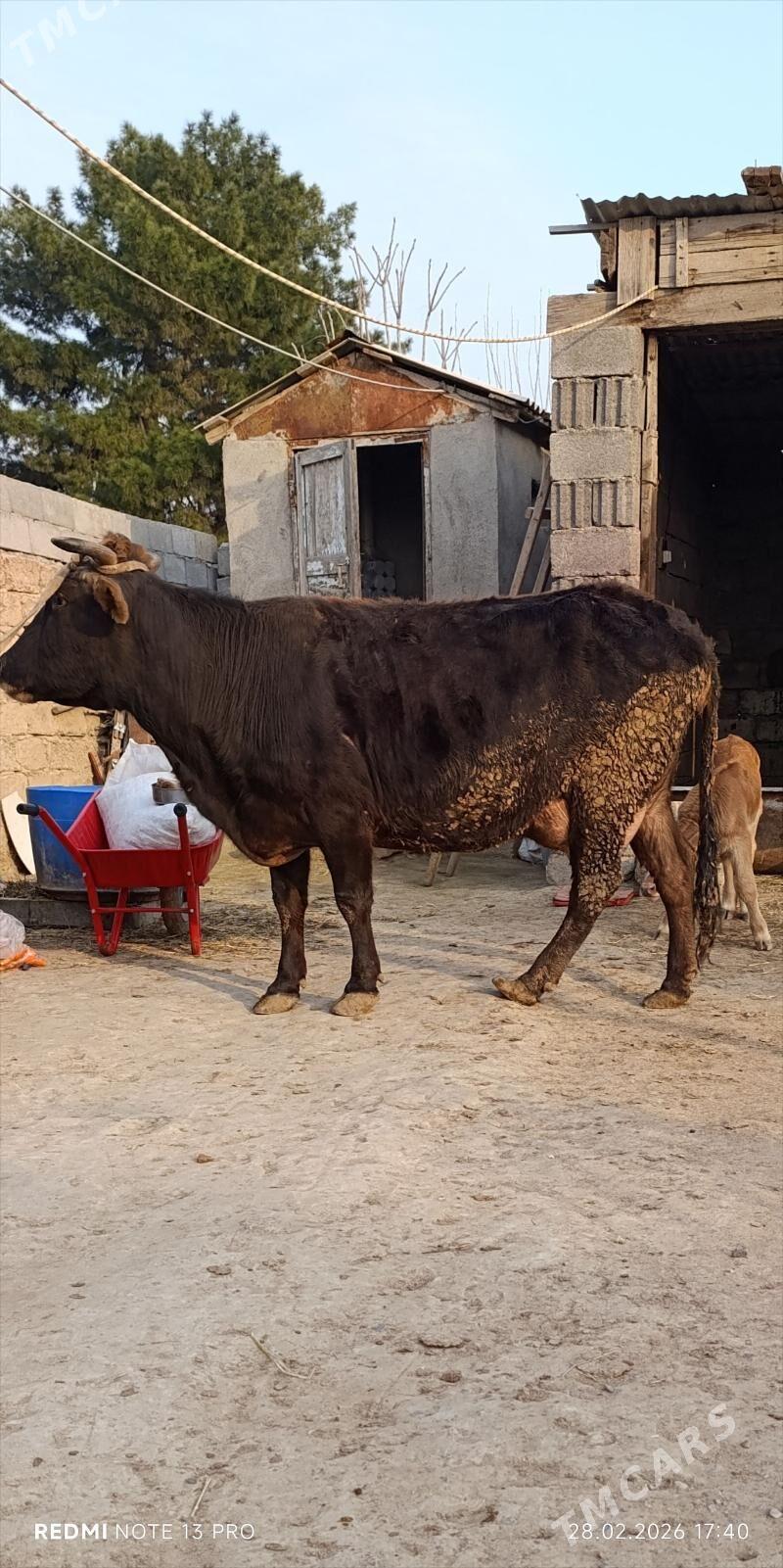 SYGYR GOLELI - Бузмеин - img 1