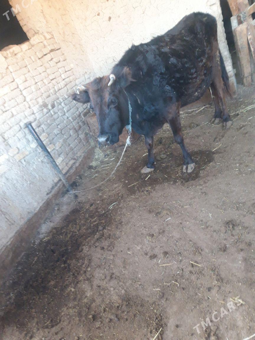 Sygyr bogqz - Baýramaly - img 1