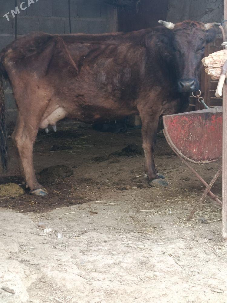 göleli sygyr - Бахарден - img 1