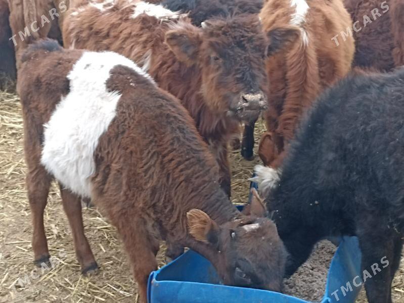 öküzçe tüwe ökuüz göle - Ашхабад - img 1