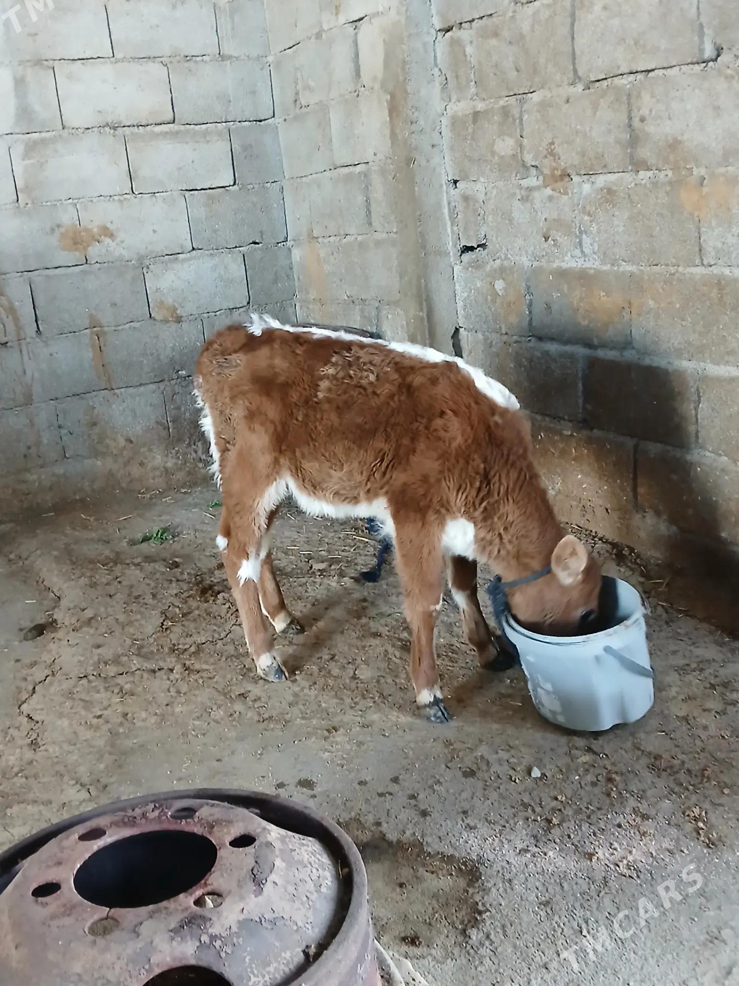 tuwe - Büzmeýin - img 1