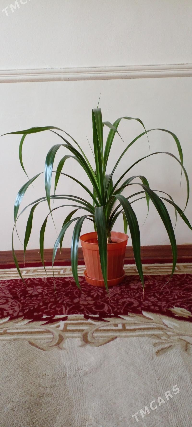 Otag gulleri - Änew - img 1