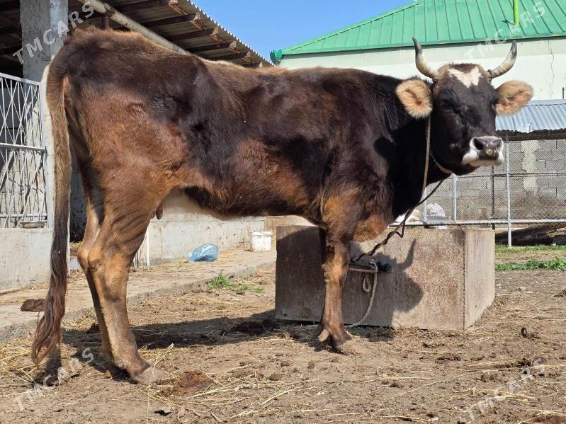 Sygyr tohum - Ашхабад - img 1