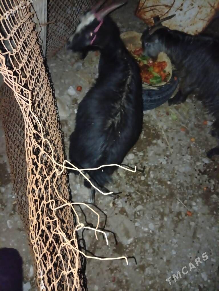 Geci - Балканабат - img 1