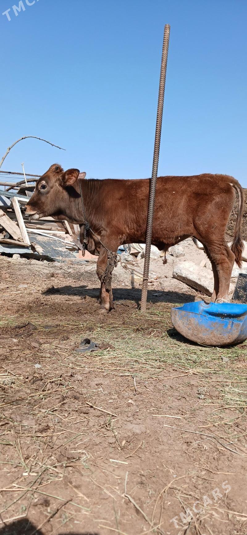 okuz - Gökdepe - img 1